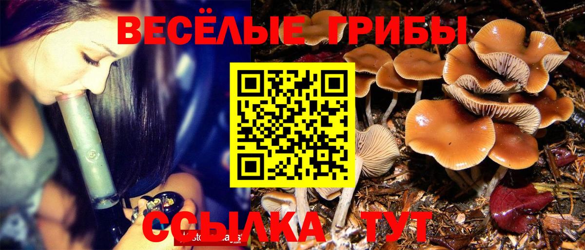 Галлюциногенные грибы Psilocybe Черногорск